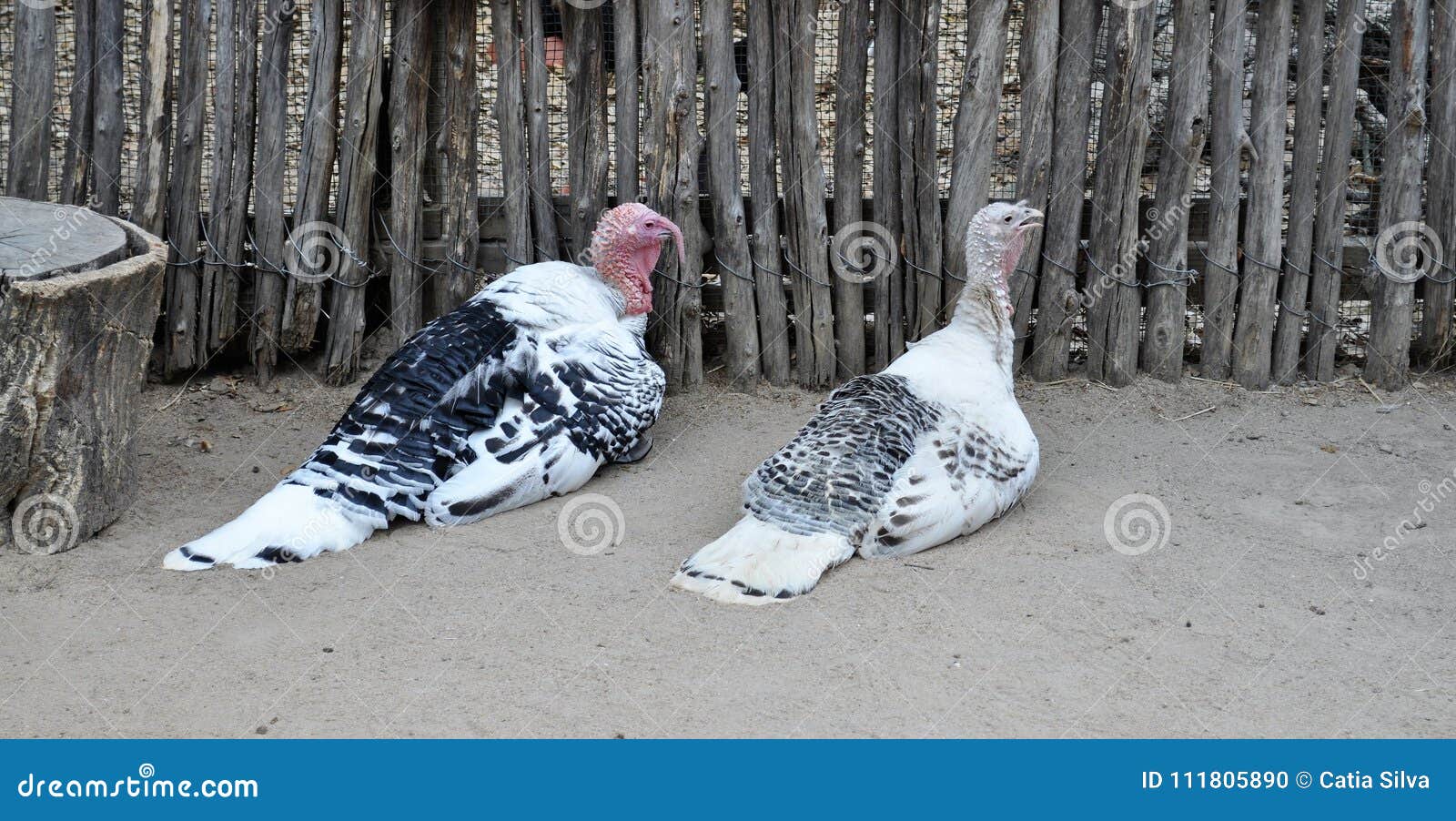 a couple of turkeys